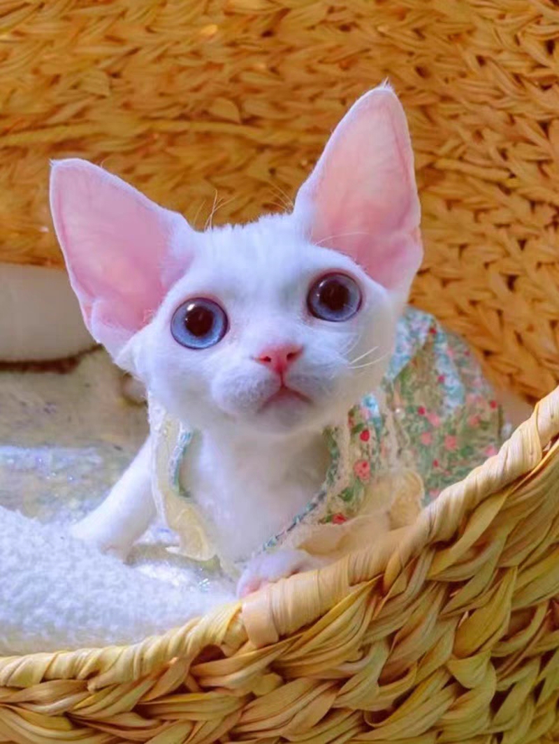 猫舍直销,批发价出售,德文卷毛猫